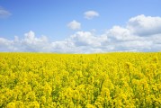 菜籽油价格持续上涨的原因是什么？这些原因会带来怎样的影响？