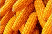 一手玉米仓单的实际价值是多少？这种价值如何在市场中体现？