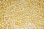 期货中的大豆品种有哪些？这些大豆品种的特点是什么？